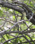 Acadian Flycatcher 8777